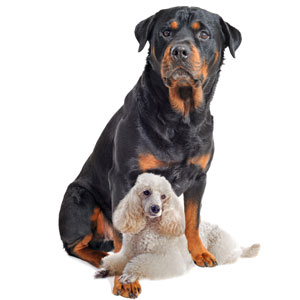 Белки, связывающиеся с ДНК/РНК, служат для защиты нашей ДНК, но могут пойти не так, как сторожевой пес, сорвавшийся с цепи. Исследователи изучили эти белки, генетически заменив «сторожевого пса» на более «ручную» версию белка.  