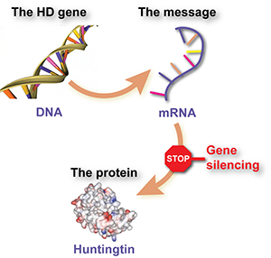 Подавление экспрессии гена приводит к уменьшению образования гентингтина путём блокирования прочтения клеткой информации с РНК  