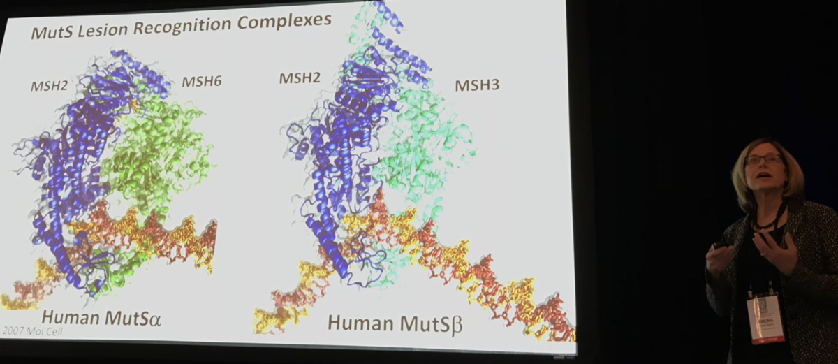 Лорена Бис показывает модель одного белкового механизма, следящего за ДНК, и связанного с быстрым или медленным прогрессированием БГ  