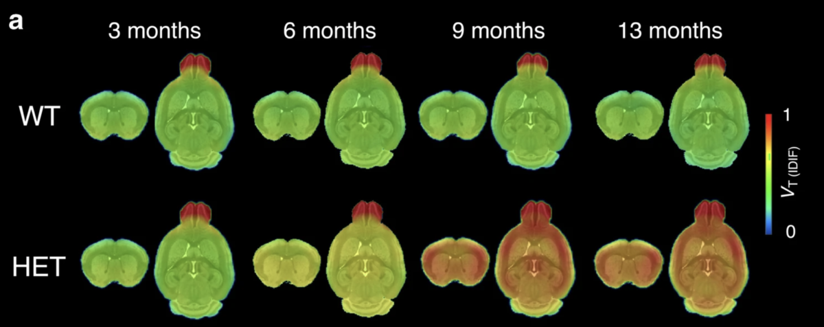 У мышей без БГ ни один участок головного мозга не светится, даже по мере старения, в то время как у мышей с БГ ученые смогли с помощью этого метода отследить накопление агрегатов гентингтина в мозге мышей с БГ по мере их старения: с течением времени светится все большая часть мозга.  