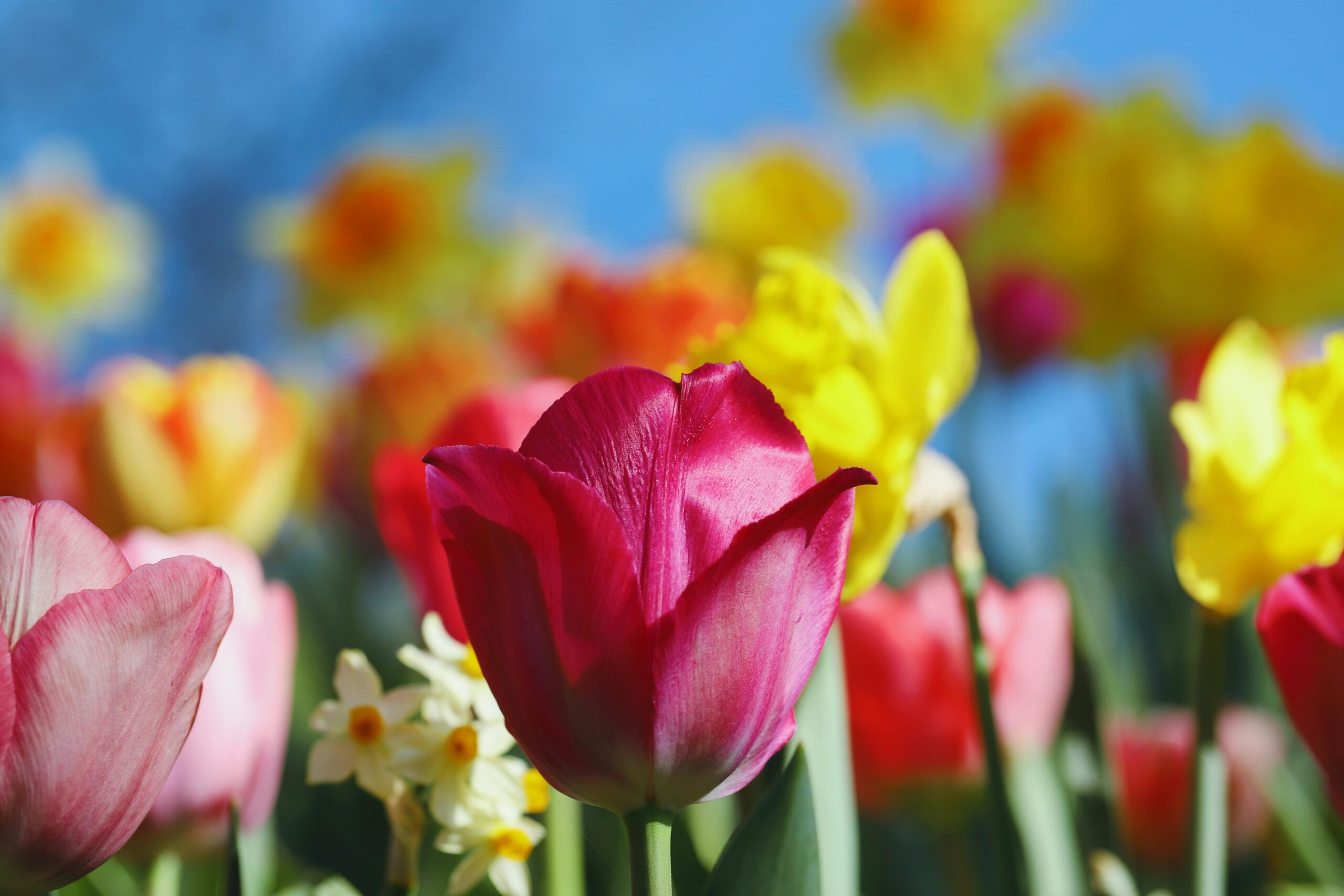 розовый тюльпан и крокус на фоне голубого неба